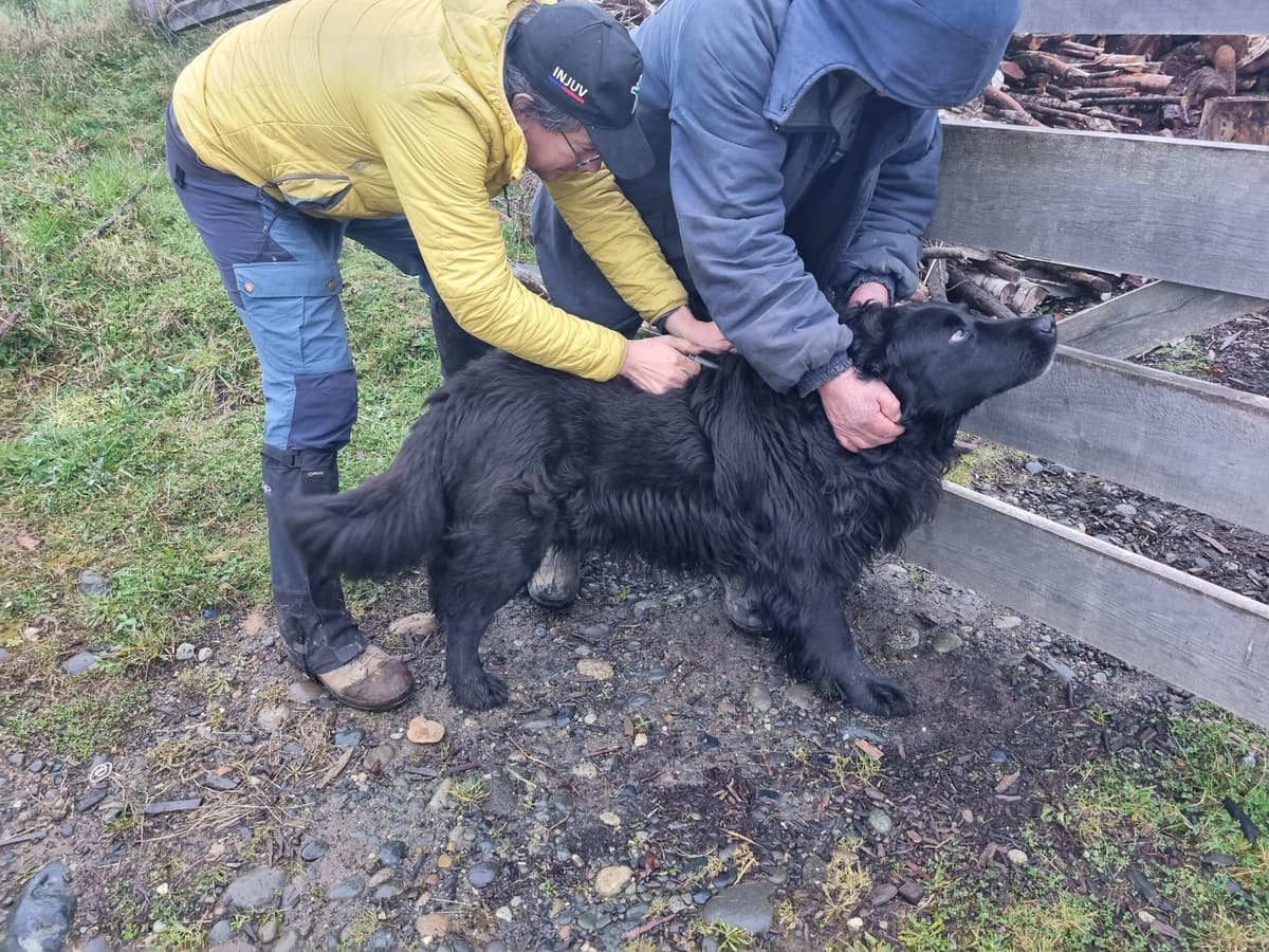 Field Dog vaccination in Chiloé February 2024