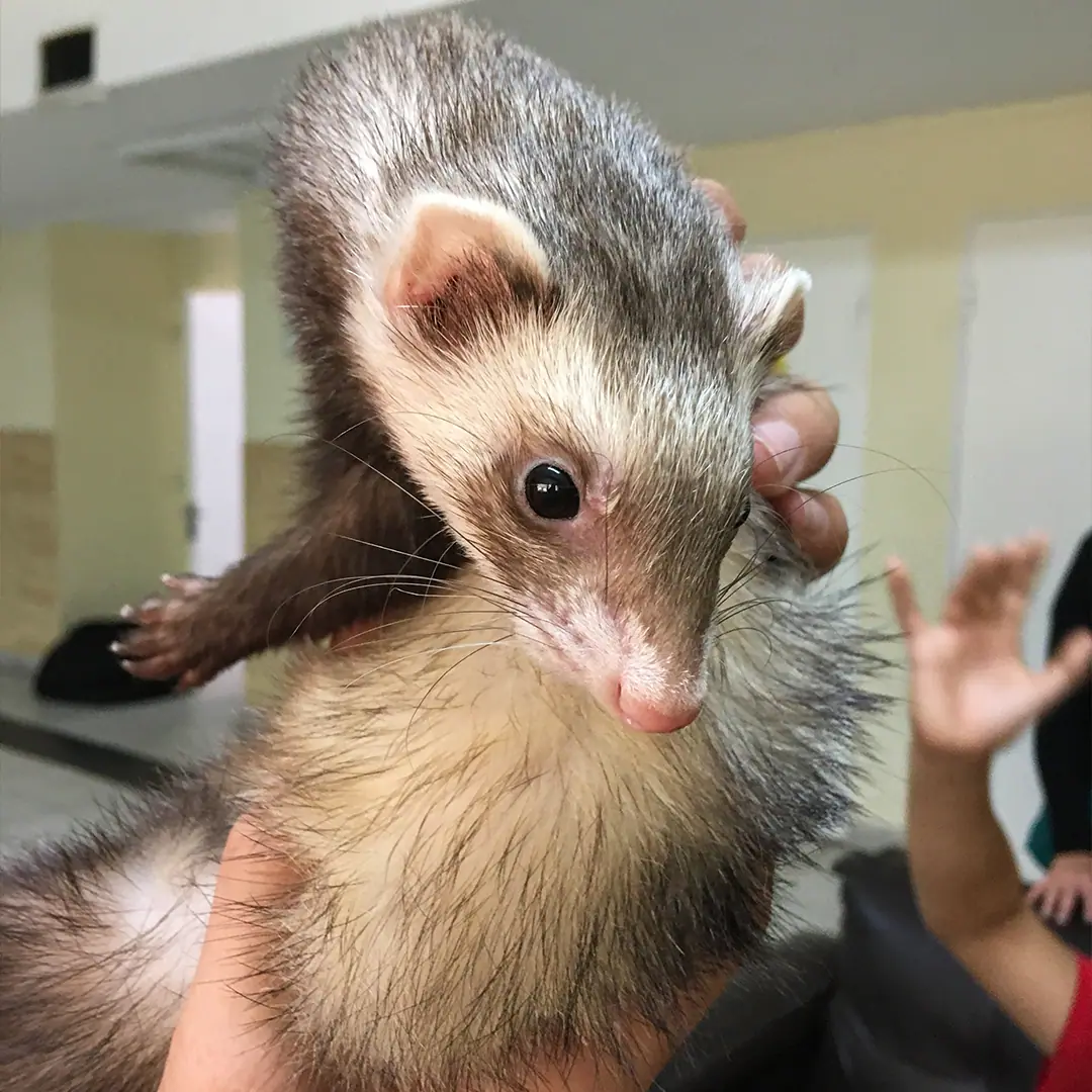 Zooterapia: registro fotográfico 5 de 6
