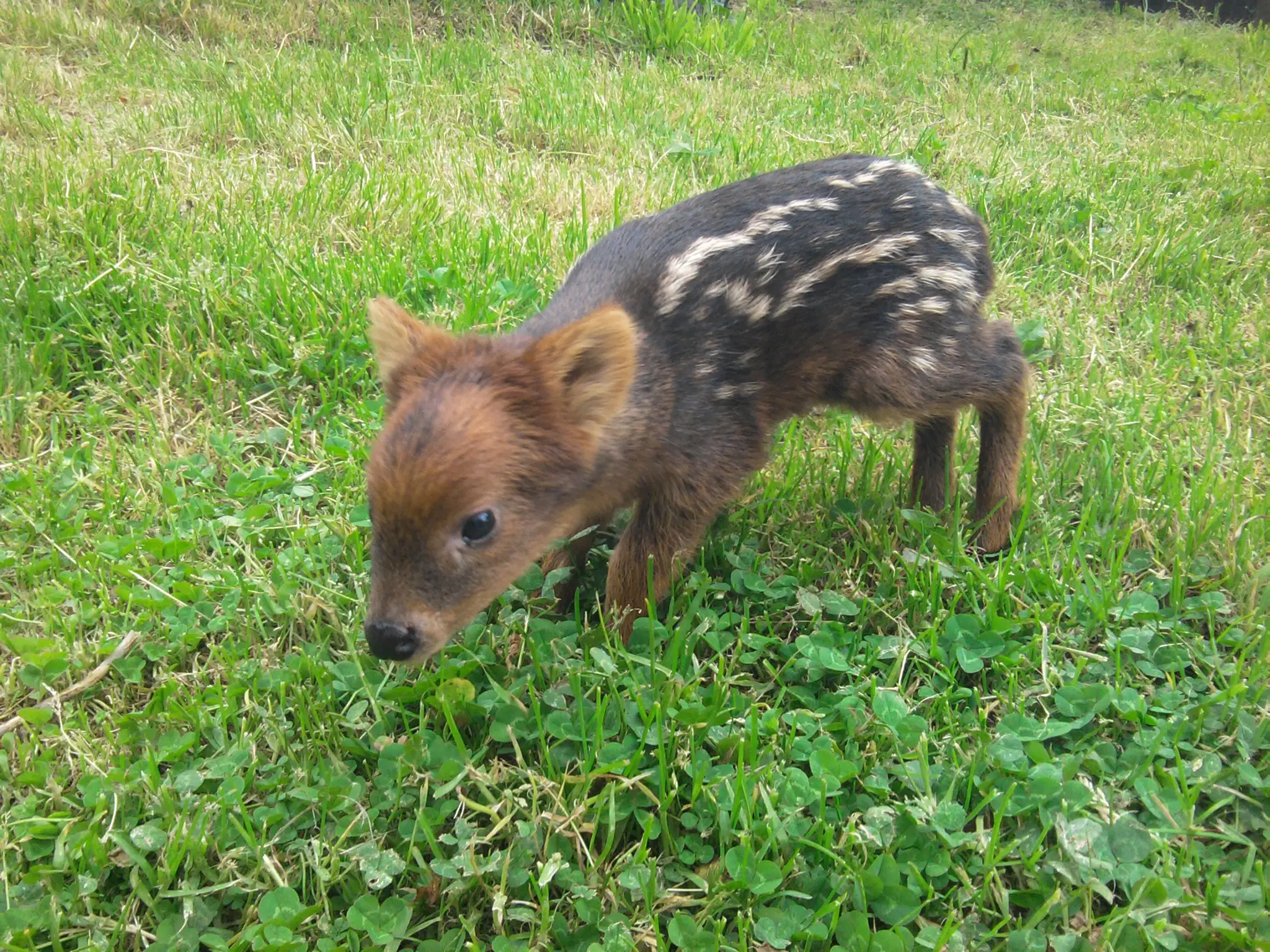 Pudú: registro fotográfico 2 de 5