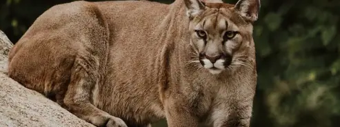 Puma: registro fotográfico 2 de 3