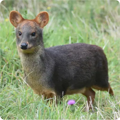 Pudú: registro fotográfico 1 de 5
