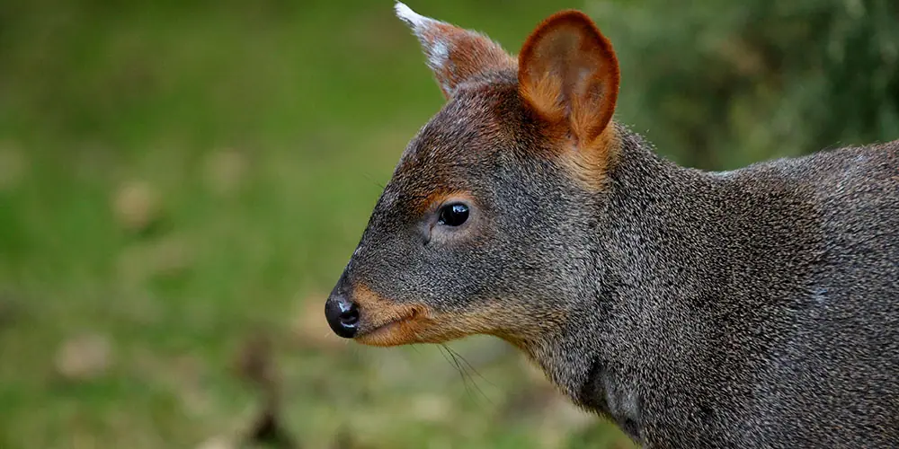 Pudú: registro fotográfico 5 de 5