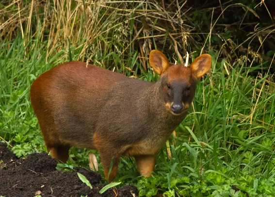 Pudú: registro fotográfico 3 de 5