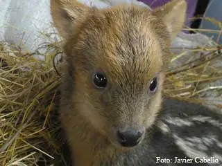 Pudú: registro fotográfico 4 de 5