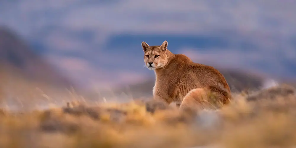 Puma: registro fotográfico 1 de 3