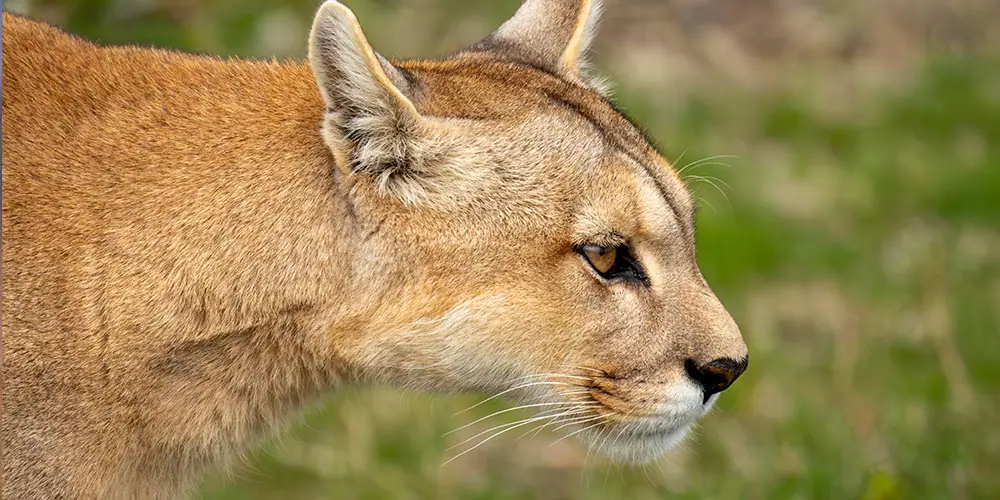 Puma: registro fotográfico 3 de 3